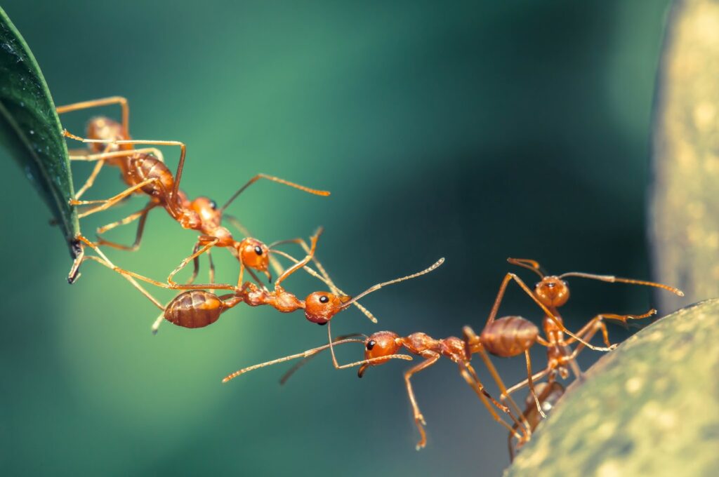 Ants connecting to build a living bridge.