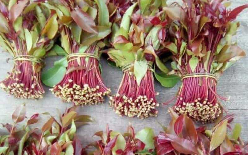 Expanded and Deepened Declaration of the Muslim Ulamma of Kenya on the Eradication of Miraa (Khat) and Substance Abuse