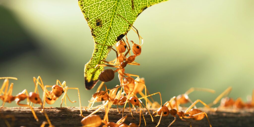 Ants connecting to build a living bridge.