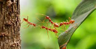 When I reflect upon the story of the ant in the time of Prophet Sulaiman (AS), I am deeply moved, not just by the majesty of Sulaiman's power, but more so by the moral authority, wisdom, and courage shown by one of the tiniest creatures on earth. It is a divine lesson that shakes the soul.
