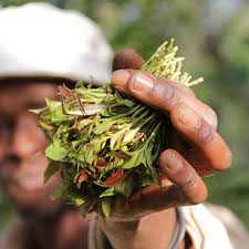 Expanded and Deepened Declaration of the Muslim Ulamma of Kenya on the Eradication of Miraa (Khat) and Substance Abuse