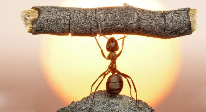 Ants connecting to build a living bridge.