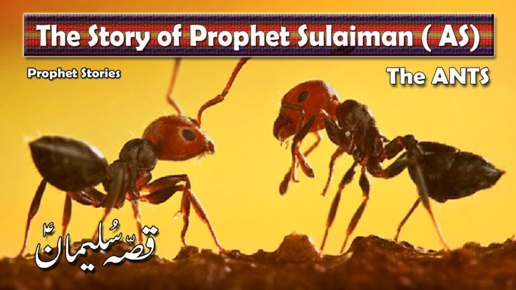 When I reflect upon the story of the ant in the time of Prophet Sulaiman (AS), I am deeply moved, not just by the majesty of Sulaiman's power, but more so by the moral authority, wisdom, and courage shown by one of the tiniest creatures on earth. It is a divine lesson that shakes the soul.