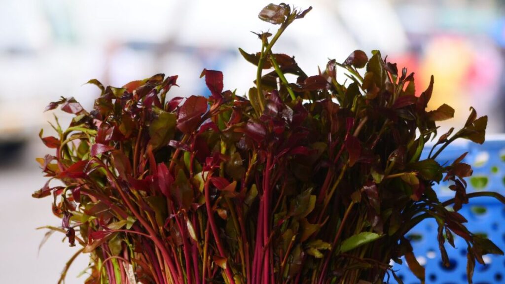 Expanded and Deepened Declaration of the Muslim Ulamma of Kenya on the Eradication of Miraa (Khat) and Substance Abuse